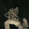mohammed_tamish