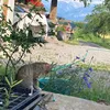 lauri_witt