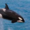 free_orcas3