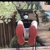shala_fun