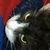 max_._._____