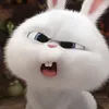 shiywhbs___