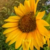 bap_zoi_0106