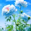 noor_19no4
