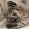grey.kittenn