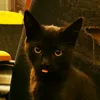 ilovecats7815