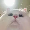 bigjonko420
