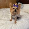 purplepuppy2468