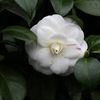 camelias2412