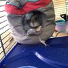 viggo_the_hamster