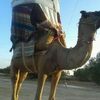 alichabbar522