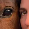maihorses