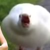 lucygoosey4president