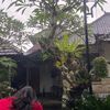 ayuganess