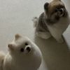 원