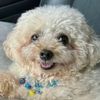 happyhappydog1