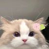 chi.ichi__