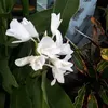 phanitkuljittipan