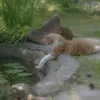cottagecore_rotinxs