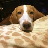 jahebeagle