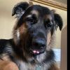 droopinsnoot