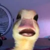 patatasarahhhh