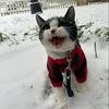 catcarcats