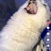 carrot.fr_1313