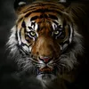 big_editor7