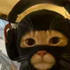 cats1326967