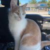 Rowanthebuffkitty