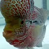 mmart_00