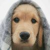 Labrador