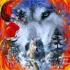 marmotte377