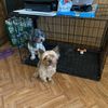 annabelle_mt