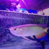 rieriwa