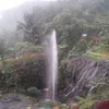 kuncungreareo1