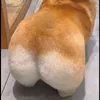 bomongcangmong
