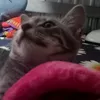 hngnho7