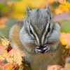 chipmunkascorn