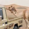 moust_______________aqha