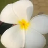 thcnhiu