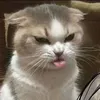 lyndedouyin