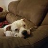 piper_my_soul_dog