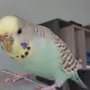 birdsrthebest