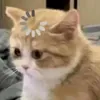 girlcutenhattthihi