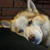 huskypaws1