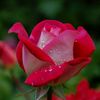 19amber.hussain