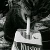 sundq_3