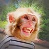 Monkey younger sister🐒
